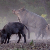 ��� ������ � ������ ������ ������� ����� ����������� ���� ������