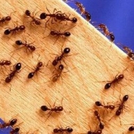 Муравьи передвигаются в соответствии с законами математики - биологи Муравьи передвигаются в соответствии с законами математики - биологи