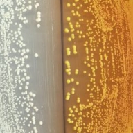 ������ ������� ������� ������ ������������� ���������