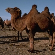 ������ �������� ������ ������������ ��������