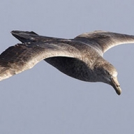 ���� ��������� ����� ������� ������������� - ������������ 