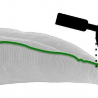 У червей обнаружили магнитный компас У червей обнаружили магнитный компас