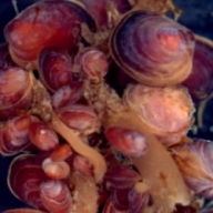 �������������� �������� �������� ������ ������������ ������ ���  