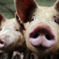 � ������� ���������� ���� ������