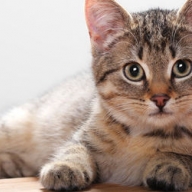 ������ ��������, ��� ����� ������� �����