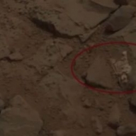 В Сети появились фото погибшего на Марсе существа В Сети появились фото погибшего на Марсе существа