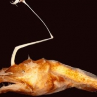 � ��� �� ��� ������ ����� ������������ ����� �������