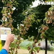 На аллее памяти Кузьмы Скрябина появились новые деревья На аллее памяти Кузьмы Скрябина появились новые деревья