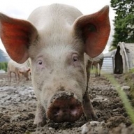 � ������� ���������� ���� ������