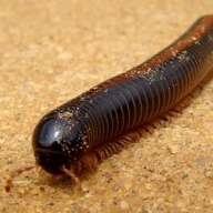 В России нашли неизвестных ранее науке насекомых В России нашли неизвестных ранее науке насекомых