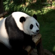 ������ ������������ ���� ������� ����