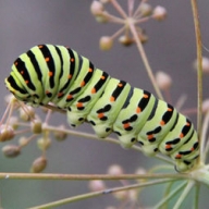 ������ ����������, ����� �� ��� ��� ��� ��������� 