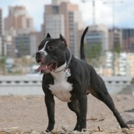 � ��������� �������, ���������� ������, ������� ������������