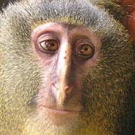 � ������ ���������� ����� ����������� ������ �������