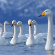 � ��������� ������� ����������� ���� �������: ���� ������� ������� ����