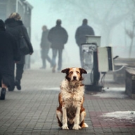 ������������ ������ �����������: � ������� ������� ������� ��������� �������� 