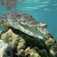 � ������ ����� ������� ����������� �������� ���������