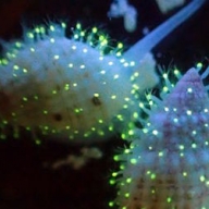 Ученые обнаружили неизвестных науке светящихся существ Ученые обнаружили неизвестных науке светящихся существ