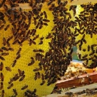 � ����������� ������� ����� �������� �������� �������