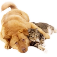 Вінницькі активісти та мерія знаходять компроміс по притулку. Тварин не будуть вбивати Вінницькі активісти та мерія знаходять компроміс по притулку. Тварин не будуть вбивати