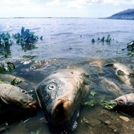 ������� ����� ���� � ���� ����������� ������ �� �����������, �������� ���������� ������������� �������� �������