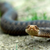 У Сколівському районі через укус змії жінка потрапила до лікарні У Сколівському районі через укус змії жінка потрапила до лікарні