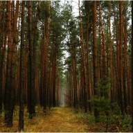 У Сколівському районі рятувальники знайшли заблукалу у лісі жінку У Сколівському районі рятувальники знайшли заблукалу у лісі жінку