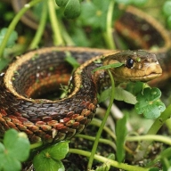 У Сколівському районі змія вкусила жительку Львова У Сколівському районі змія вкусила жительку Львова
