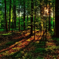 В селі Росохач Сколівського району знайшли заблукалого хлопця В селі Росохач Сколівського району знайшли заблукалого хлопця