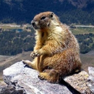 Харьковский сурок Тимка спрогнозировал, когда начнется весна Харьковский сурок Тимка спрогнозировал, когда начнется весна