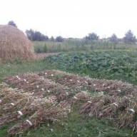 У Кам'янка-Бузькому районі у пенсіонерки виявили плантацію снодійного маку (ФОТО) У Кам'янка-Бузькому районі у пенсіонерки виявили плантацію снодійного маку (ФОТО)