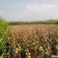 ������ ����������� ������ �������� � �������� ��������� ���� ���� ������