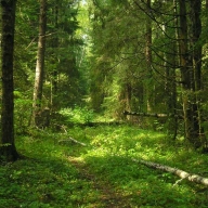 У Дрогобицькому районі рятувальники шукають чоловіка, що заблукав у лісі У Дрогобицькому районі рятувальники шукають чоловіка, що заблукав у лісі
