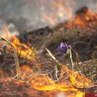 Самовільне спалювання створює загрозу рослинному та тваринному світу Самовільне спалювання створює загрозу рослинному та тваринному світу