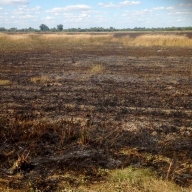 За добу на Львівщині 7 разів ліквідовували горіння сухої трави та стерні За добу на Львівщині 7 разів ліквідовували горіння сухої трави та стерні