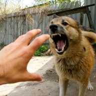 У Дрогобицькому районі на господаря напав скажений пес У Дрогобицькому районі на господаря напав скажений пес
