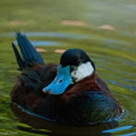 � ����� ���������� ���������� ���������� ��� ����