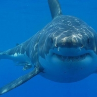 У побережья Австралии акула напала на серфера У побережья Австралии акула напала на серфера