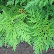 В Донбассе за килограмм сорняка платят по 50 копеек В Донбассе за килограмм сорняка платят по 50 копеек