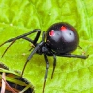 В Одесской области женщина попала в реанимацию после укуса ядовитого паука В Одесской области женщина попала в реанимацию после укуса ядовитого паука