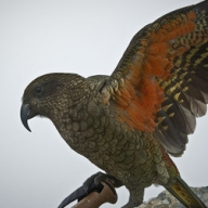 Ученые выяснили, что заставляет попугаев имитировать человеческую речь Ученые выяснили, что заставляет попугаев имитировать человеческую речь